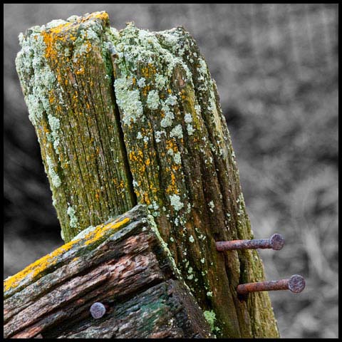 Fence Post