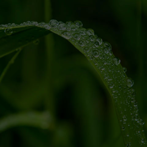 Raindrops