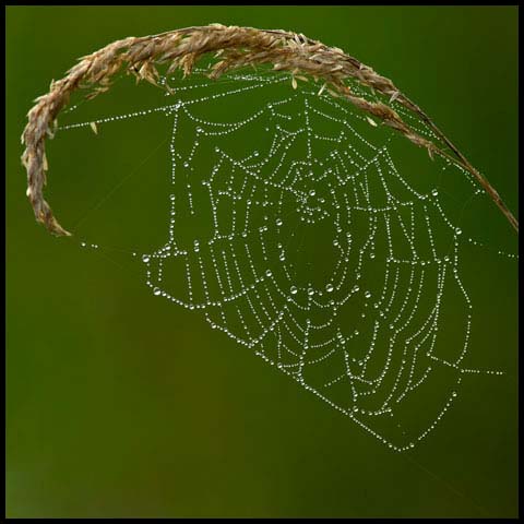 Spider Web