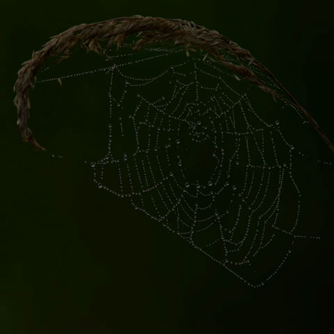 Spider Web