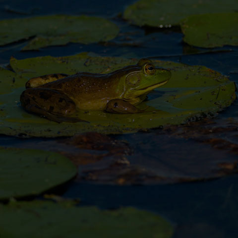 American Bullfrog