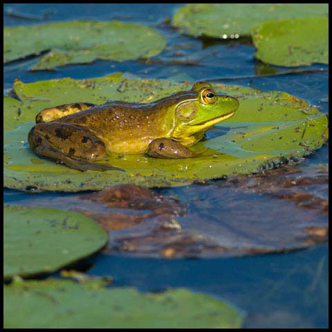 American Bullfrog