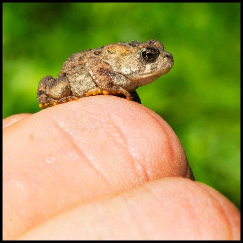 American Toad