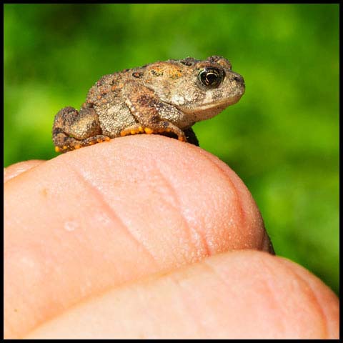 American Toad