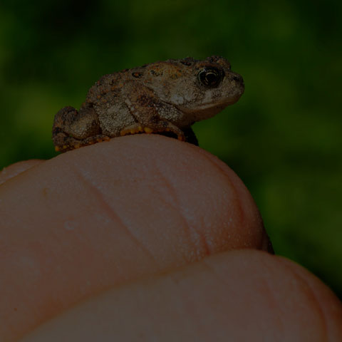 American Toad