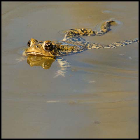 American Toad