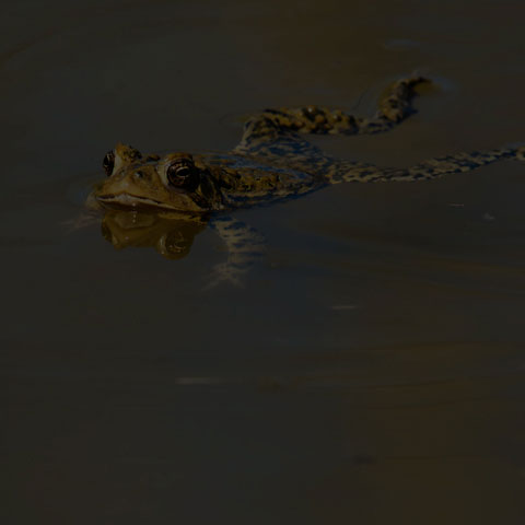 American Toad