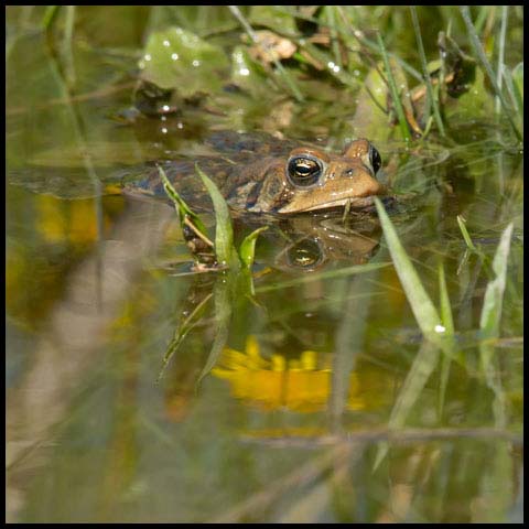 American Toad