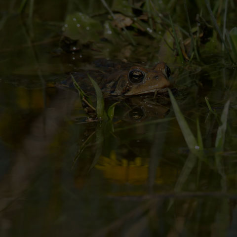 American Toad