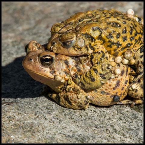 American Toad