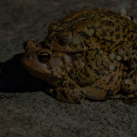 American Toad