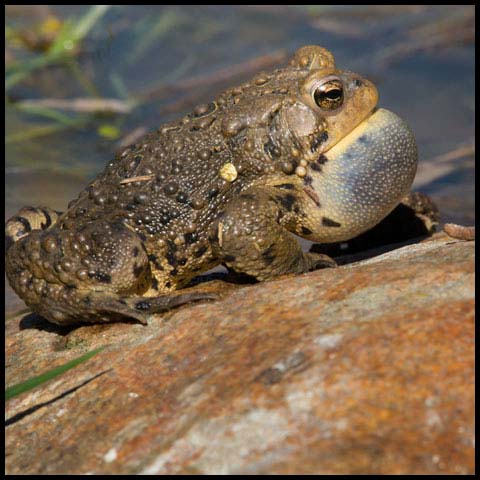 American Toad