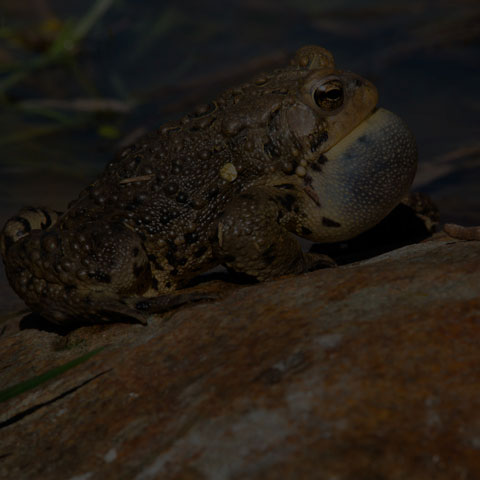 American Toad