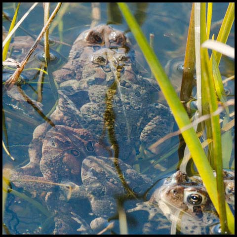 American Toad