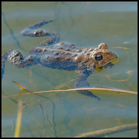 American Toad