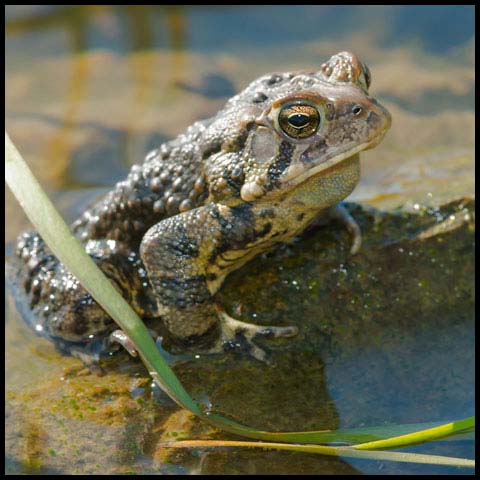 American Toad