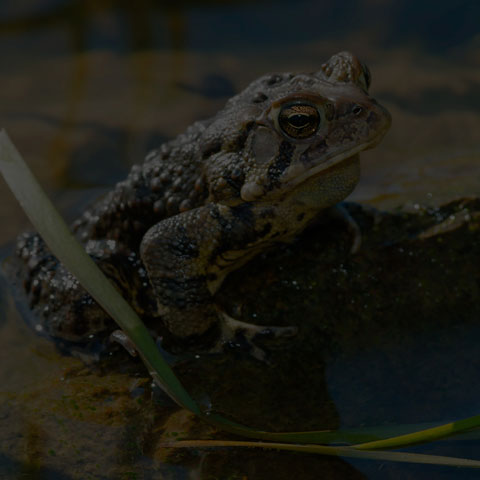 American Toad