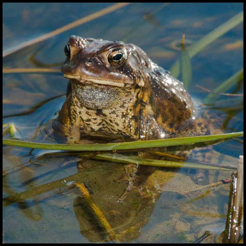 American Toad