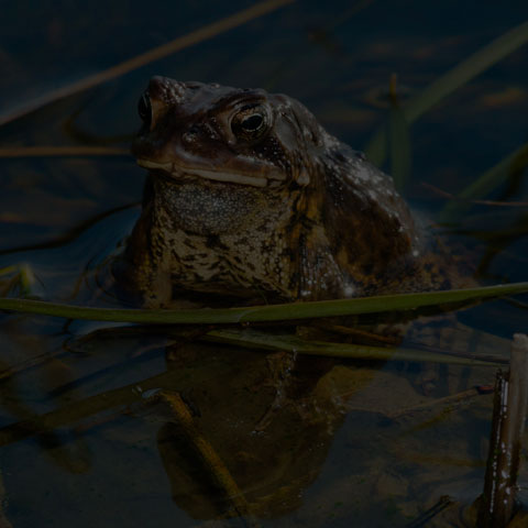 American Toad