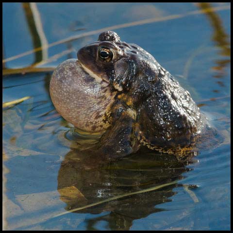 American Toad