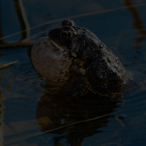 American Toad