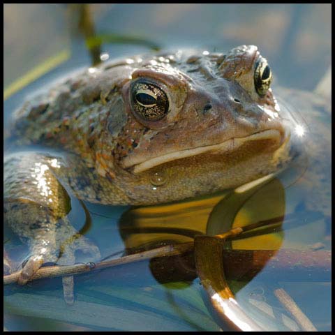 American Toad