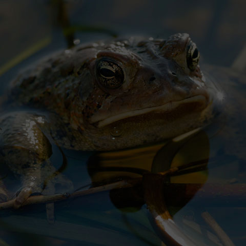 American Toad