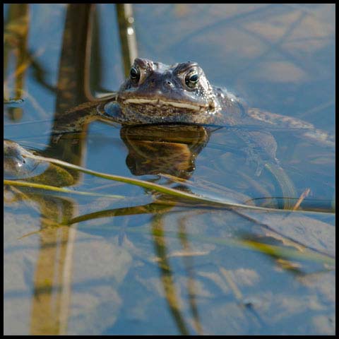 American Toad