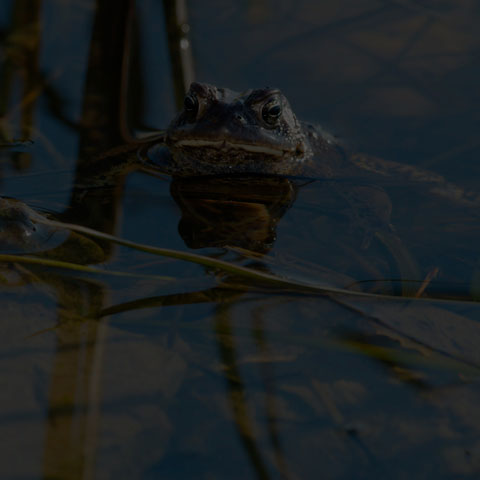 American Toad