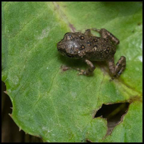 American Toad