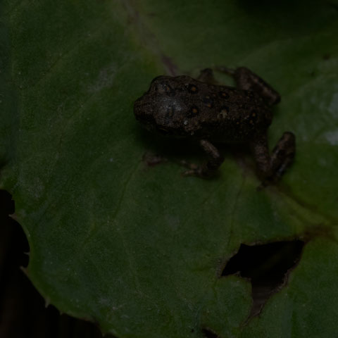 American Toad