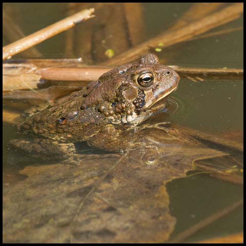 American Toad