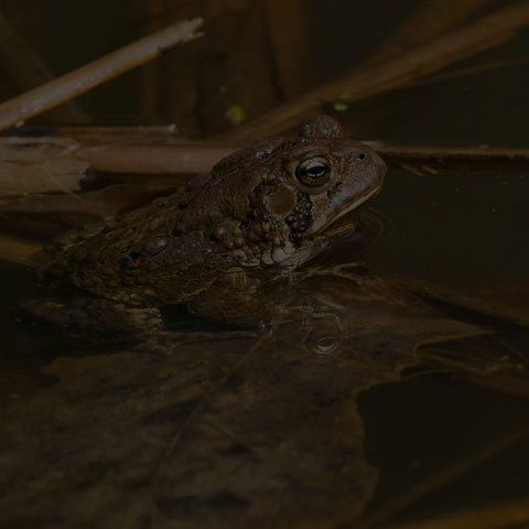 American Toad