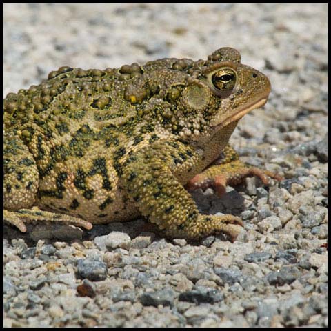 American Toad