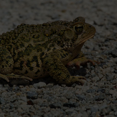 American Toad