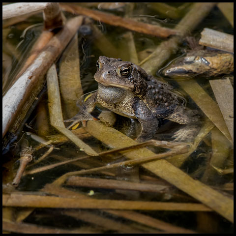 American Toad