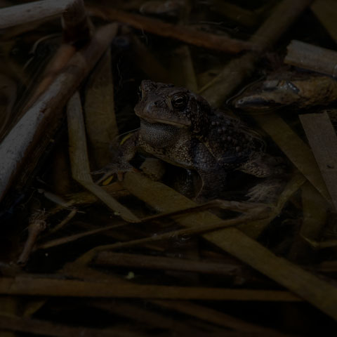 American Toad