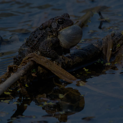 American Toad