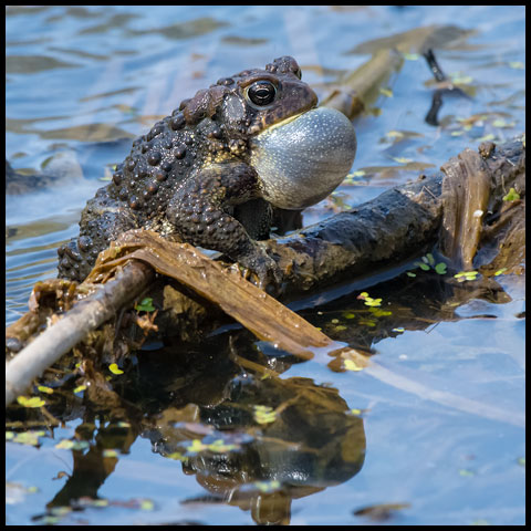 American Toad