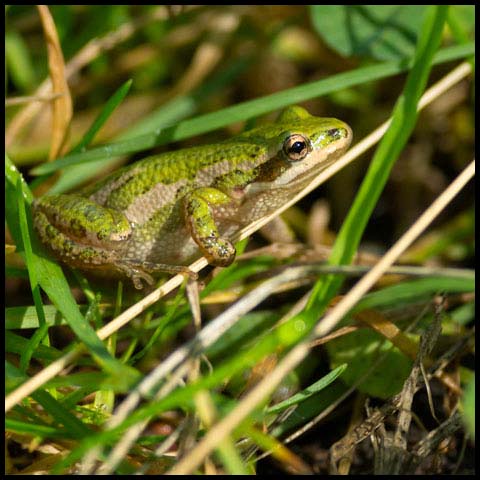 Boreal Chorus Frog