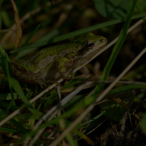 Boreal Chorus Frog