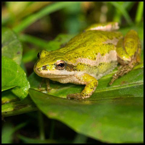 Boreal Chorus Frog