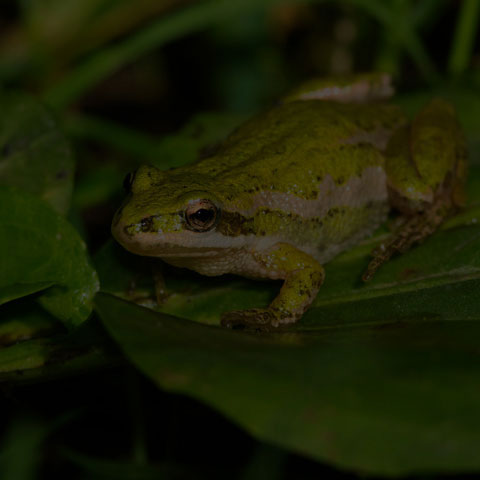 Boreal Chorus Frog