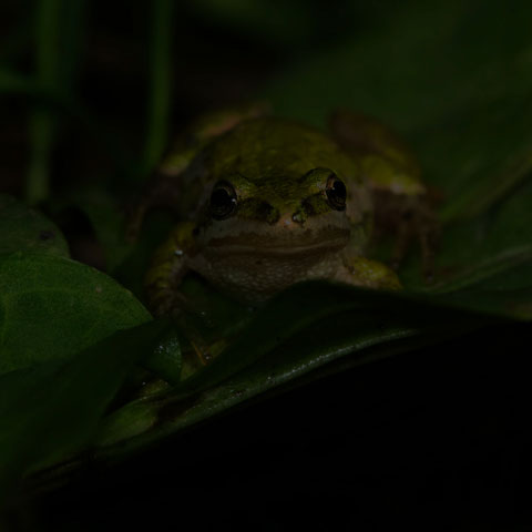 Boreal Chorus Frog