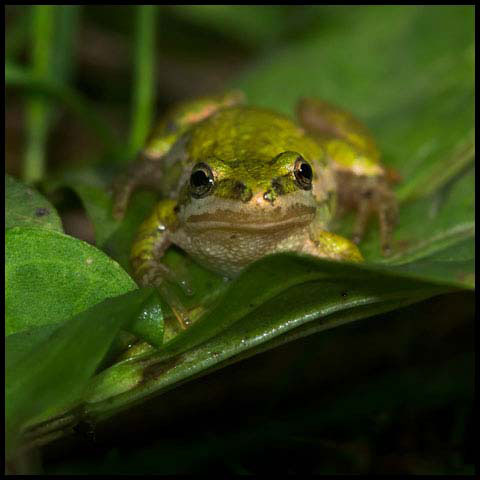 Boreal Chorus Frog