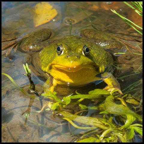 Green Frog