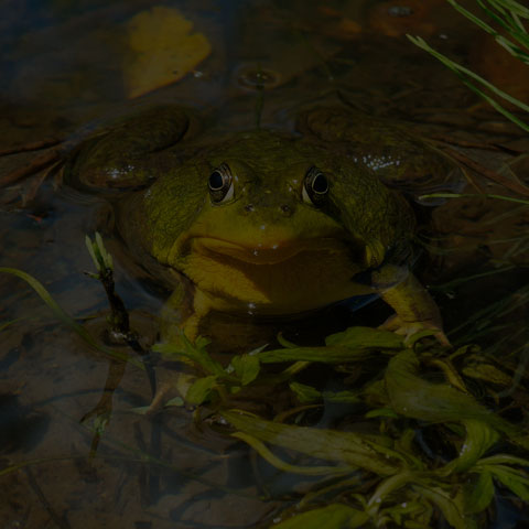 Green Frog