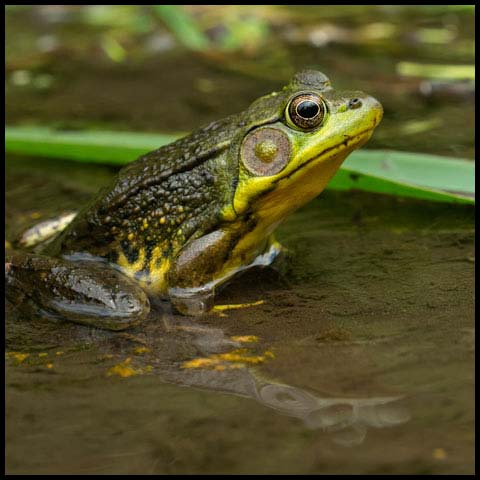 Green Frog