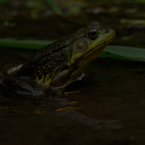 Green Frog