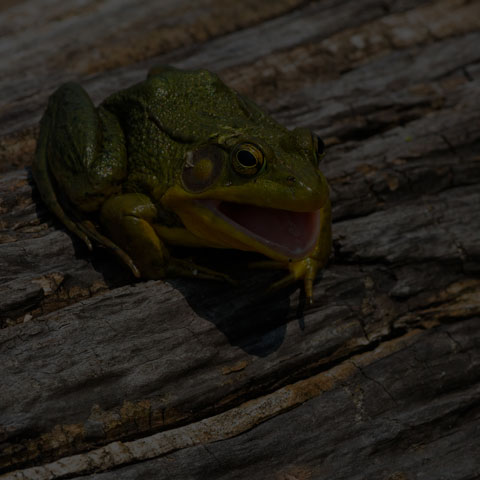 Green Frog